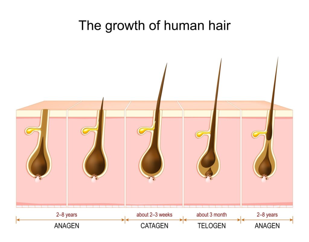 Hair cycle